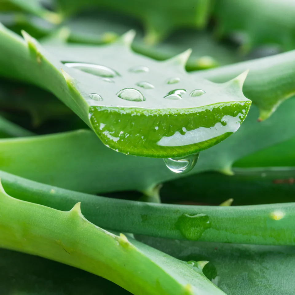 Aloe Vera Hand Cream - Image 3